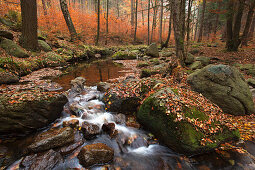 Steinerne Renne in autumn, creek at Holtemme valley, Harz mountains, Saxony-Anhalt, Germany, Europe