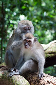 Monkeys at the Gunung Leuser National Park, jungle near Bukit Lawang in North Sumatra province, Island of Sumatra, Indonesia, Southeast Asia