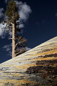 Gewaltiger Baum im Tioga Pass, Yosemite-Nationalpark, Kalifornien, USA