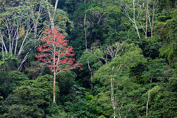 Roter Baum im Regenwald, Rio Napo, Amazonas, Ecuador, Südamerika