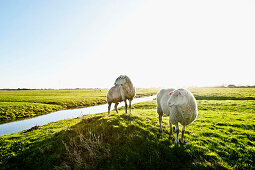 Dairy sheep on pastures near by St. Peter-Ording, Northfriesland, Germany