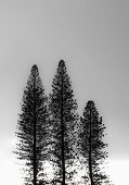 Three Trees on Cloudy Day