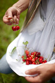 Freshly picked cherries, Agriturismo and vineyard Ca' Orologio, Venetia, Italy