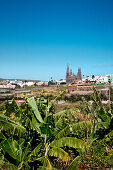 Blick auf Bananenplantagen, Kathedrale, Arucas, Gran Canaria, Kanarische Inseln, Spanien