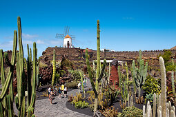 Windmühle und Kakteen, Kaktusgarten, Jardin de Cactus, Architekt Cesar Manrique, Guatiza, Lanzarote, Kanarische Inseln, Spanien, Europa