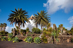 Windmill behind palm trees, agriculture museum El Patio, Tiagua, Lanzarote, Canary Islands, Spain, Europe