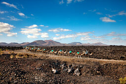 Camels in volcanic landscape, Timanfaya National Park, Lanzarote, Canary Islands, Spain, Europe