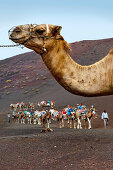Menschen reiten auf Kamelen in Vulkanlandschaft, Nationalpark Timanfaya, Parque Nacional de Timanfaya, Lanzarote, Kanarische Inseln, Spanien, Europa