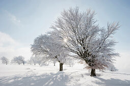 Snow covered beech trees, Schauinsland, near Freiburg im Breisgau, Black Forest, Baden-Wurttemberg, Germany