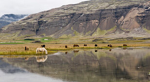 Icelandic horses grazing in a field near Hofn, Iceland, Scandinavia, Europe