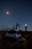 Tent at moonlight, man with headlamp at Joshua Tree National Park, Riverside County, California, USA, America