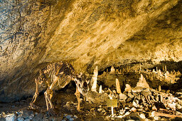 Skelett Höhlenbär, Baumannshöhle, Tropfsteinhöhle, Rübeland, Harz, Sachsen-Anhalt, Deutschland