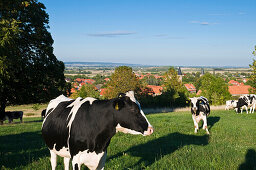 Cattle on meadow, Abbey, Drübeck, Harz, Saxony-Anhalt, Germany