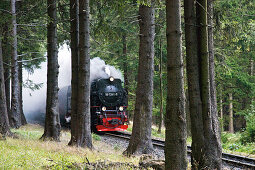 Forest, steam railway, Brockenbahn, stream train, HSB Harz narrow-gauge railways, Schierke, Harz, Saxony-Anhalt, Germany
