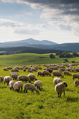 Harz  landscape with sheep herd, Wurmberg in background, Harz, Saxony-Anhalt, Germany