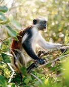 Kirks Red Colubus Monkey, Zanzibar Red Colobus, Jozani Forest Reserve, south eastern Zanzibar, Tanzania, East Africa