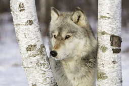 Timber Wolf (Canis lupus), Minnesota, USA