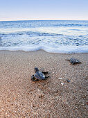 Unechte Karettschildkröten, frisch geschlüpfte Jungtiere laufen zum Meer, Caretta caretta, lykische Küste, Mittelmeer, Türkei