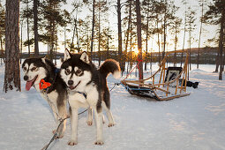 Zwei Huskies mit Hundeschlitten bei Sonnenaufgang, Lappland, Finnland, Europa