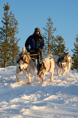 Ein Mann mit Huskies und Hundeschlitten im Winter, Lappland, Finnland, Europa