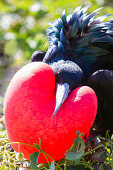 Displaying Frigatebird, Island Tower of Genovesa, Galapagos, Ecuador, South America