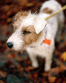 Foxterrier im Mischwald, Schloss Frankenberg, Weigenheim, Mittelfranken, Bayern, Deutschland, Europa