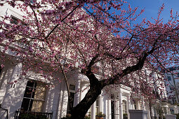 Frühlingsblüte, Thurloe Street, South Kensington, London, England, Grossbritannien