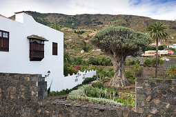 Dracaena tree next to a house, Icod de los Vinos, Tenerife, Canary Islands, Spain, Europe