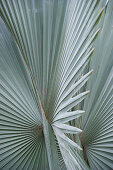 Washingtonia palm leaves