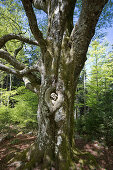 Balzer Herrgott, intergrown stone figure in a tree, near Guetenbach, Black Forest, Baden-Wuerttemberg, Germany, Europe