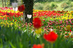 Tulpenwiese, Insel Mainau, Bodensee, Baden-Württemberg, Deutschland, Europa