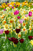 Flower meadow with tulips, Mainau Island, Lake Constance, Baden-Wuerttemberg, Germany, Europe