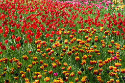 Flower meadow with tulips, Mainau Island, Lake Constance, Baden-Wuerttemberg, Germany, Europe