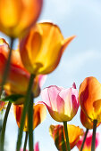 Tulpen, Insel Mainau, Bodensee, Baden-Württemberg, Deutschland, Europa