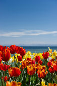 Flower meadow with tulips, Lake Constance and the Alps in the background, Mainau Island, Lake Constance, Baden-Wuerttemberg, Germany, Europe