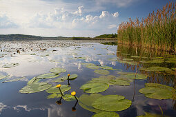 Teichrosen auf dem Großen Schauener See, Sielmanns Naturlandschaft Groß Schauener See, Brandenburg, Deutschland