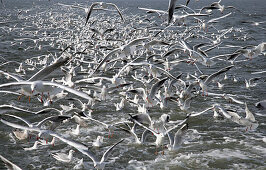 Seagulls flying around the shrimp trawler, Northern Frisia, North Sea, Schleswig Holstein, Germany