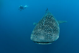 Whale shark and diver, Rhincodon typus, North Male Atoll, Indian Ocean, Maldives
