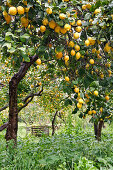 Zitronenbäume mit reifen Zitronen, Zitronengarten, Soller, Mallorca, Spanien