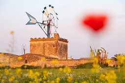 Windmühle, Wahrzeichen, Symbol von Mallorca, Es Pla, Blumenwiese, Mohnblume, bei Palma de Mallorca, Mallorca, Spanien
