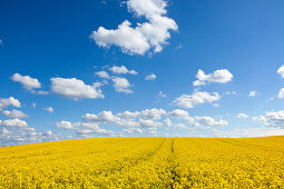 Wolkenhimmel über einem Rapsfeld, Holsteinische Schweiz, Ostsee, Schleswig-Holstein, Deutschland, Europa