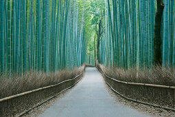 Japan, Kyoto, Arashiyama, Sagano, Bamboo Forest, Sagano Bamboo Forest