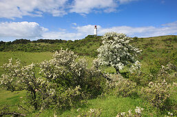 Blooming blackthorn and pear in front of Dornbusch lighthouse, Hiddensee Island, Western Pomerania Lagoon Area National Park, Mecklenburg Western Pomerania, Germany, Europe