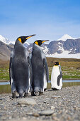 King Penguins, Aptenodytes patagonicus, St Andrews Bay, South Georgia, Antarctica