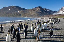 Königspinguine, Aptenodytes patagonicus, St Andrews Bay, Süd Georgien, Antarktis