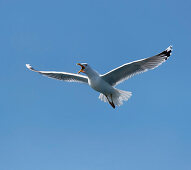 Möwe über der Ostsee bei Warnemünde, Hansestadt Rostock, Mecklenburg-Vorpommern, Deutschland