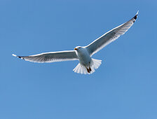 Möwe über der Ostsee bei Warnemünde, Hansestadt Rostock, Mecklenburg-Vorpommern, Deutschland