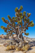 Joshua tree at Hidden Valley at Joshua Tree National Park, Mojave Desert, California, USA, America