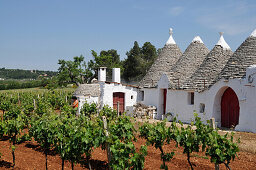 Viniculture near Alberobello with traditional Apulian dry stone huts with conical roof, Trulli, near Alberobello, Trullis, Valle d´Itria, Alberobello, Apulia, Italy