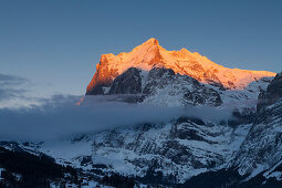 Sonnenuntergang und letztes Sonnenlicht am Wetterhorn, oberhalb Grindelwald, Wintersportort in der Jungfrauregion, Berner Oberland, Kanton Bern, Schweiz, Europa